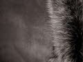 Brown Toscana Brisa Shearling Sheepskin